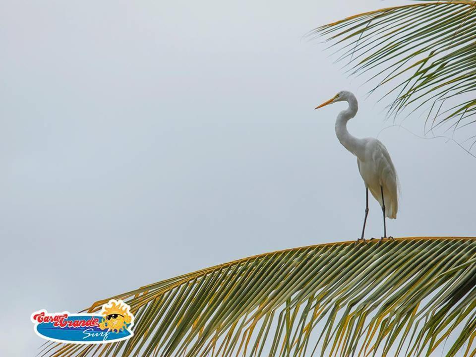 Casa Grande Surf 호텔 Guachaca 외부 사진